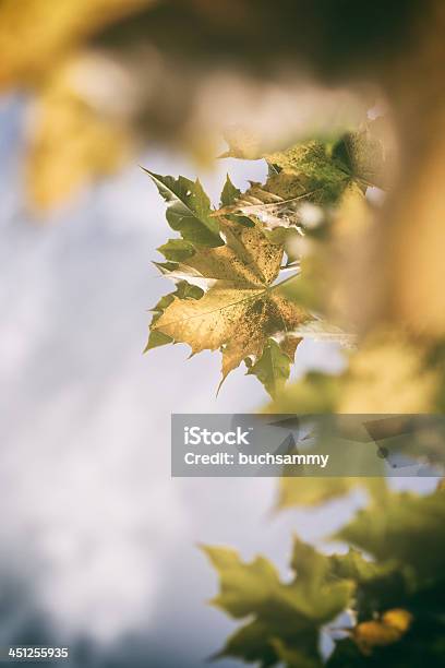 Autumn Stock Photo - Download Image Now - Autumn, County Down, Effortless