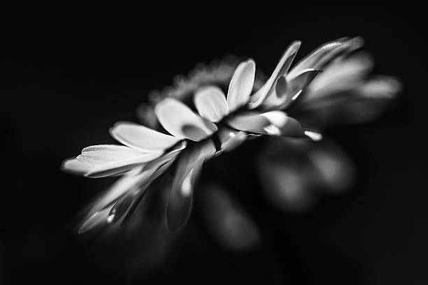 istock Side profile detail of daisy head in black and white 451256219
