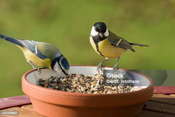 Alimentação De Pássaros No Inverno - Fotografias de stock e mais imagens de Alimentar - Alimentar, Ao Ar Livre, Assistência