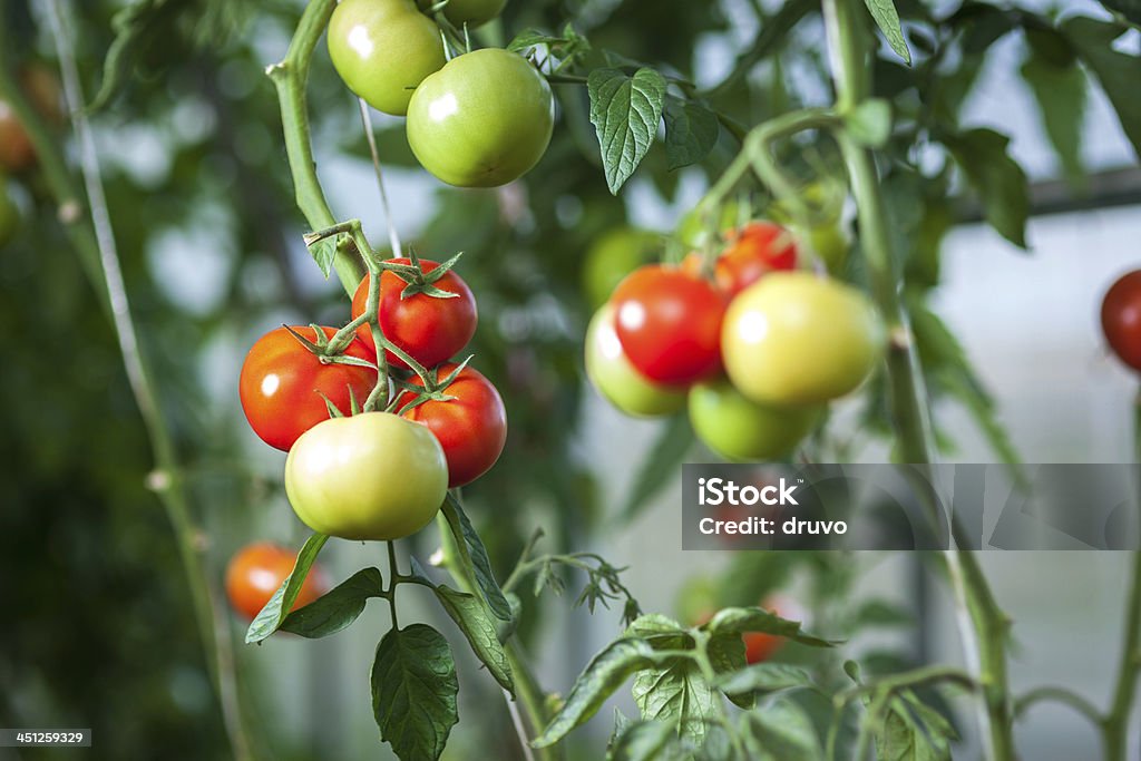 Tomate Natural invernadero - Foto de stock de Hoja libre de derechos