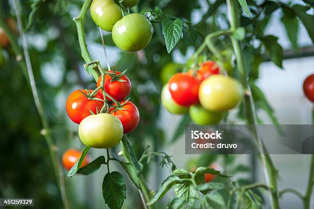 Tomate Natural Invernadero Foto de stock y más banco de imágenes de Hoja - Hoja, Tomate, Agricultura