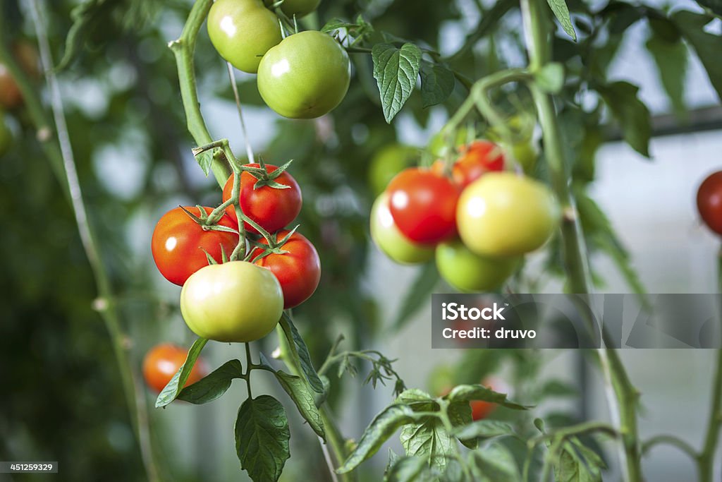 自然のトマトの温室 - トマトのロイヤリティフリーストックフォト