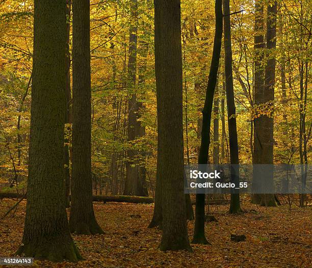 Bosque De Otoño Foto de stock y más banco de imágenes de Aire libre - Aire libre, Amarillo - Color, Angiosperma