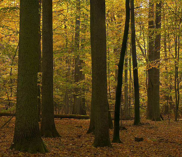 foresta autunnale - leaf autumn leafes tree foto e immagini stock