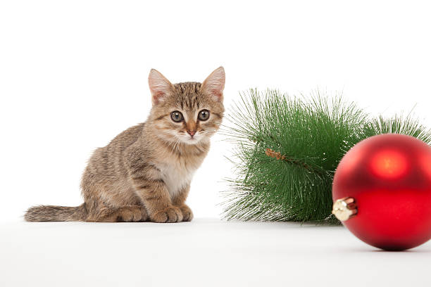 istock Cat with a new year ball 451264167