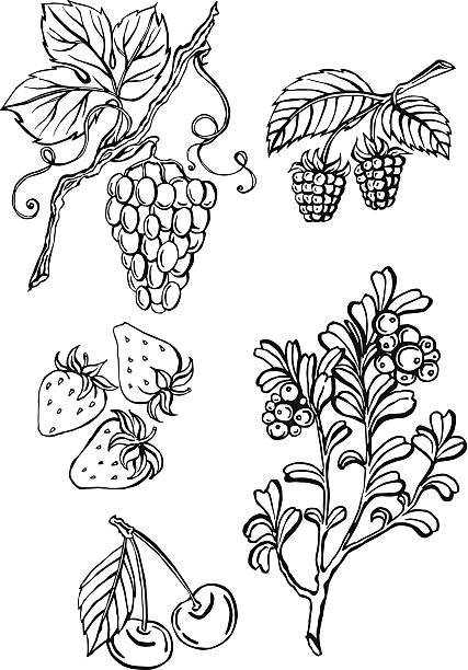 jagody i - raspberry berry vine berry fruit stock illustrations