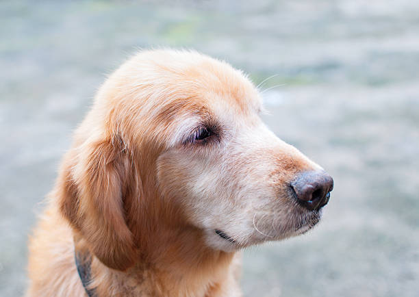 Golden Retriever stock photo