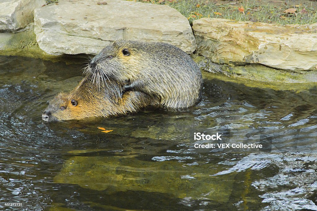 Copulating Copulating Coypus Stock Photo - Download Image Now - Animal, Animal ...