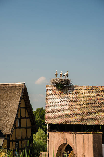 Storks in roof nest, France stock photo