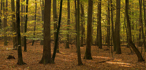 foresta autunnale - leaf autumn leafes tree foto e immagini stock
