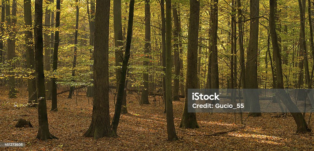 베스키드 (Beskid) 산의 가을 숲 - 로열티 프리 0명 스톡 사진