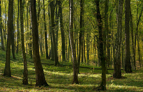 foresta autunnale - leaf autumn leafes tree foto e immagini stock