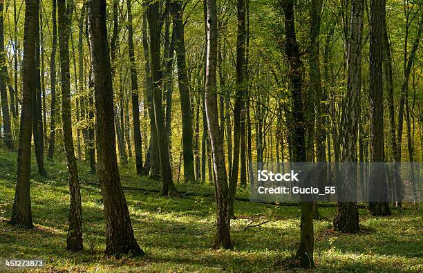 Jesienny Las - zdjęcia stockowe i więcej obrazów Bez ludzi - Bez ludzi, Brązowy, Concept Does Not Exist