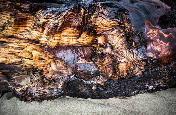 Wet driftwood lying on a beach along the Oregon Coast.