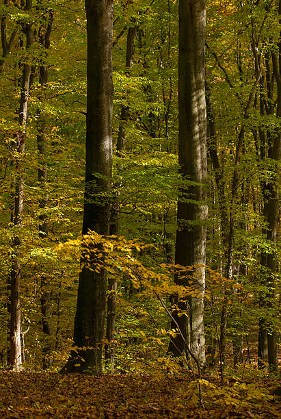 jesienny las - leaf autumn leafes tree zdjęcia i obrazy z banku zdjęć