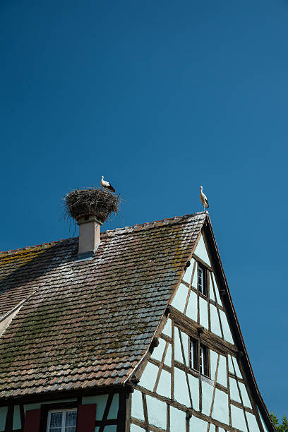 Storks on roof nest, France stock photo