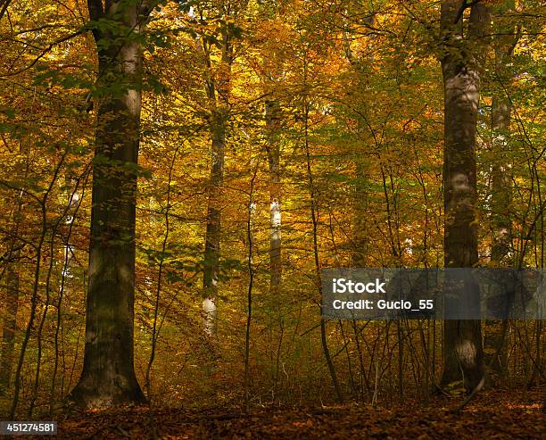 가을 숲 0명에 대한 스톡 사진 및 기타 이미지 - 0명, 10월, Softwood