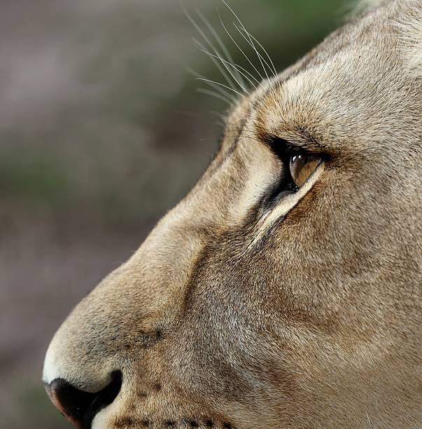 istock Lioness Eyes and Nose 451275183