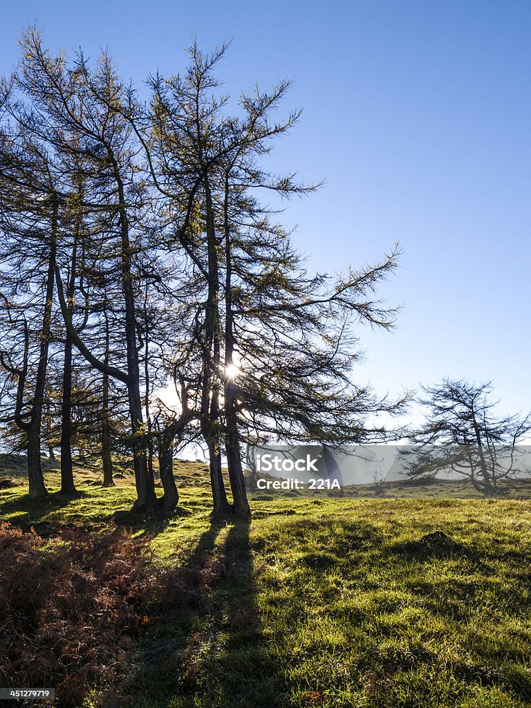 Angielskie Pojezierze: Larch drzewa o zachodzie słońca - Zbiór zdjęć royalty-free (Anglia)