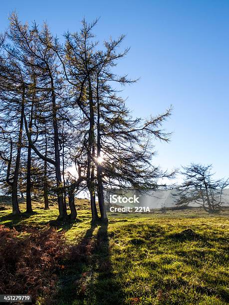 Foto de Lake District Larch Árvores Ao Pôrdosol e mais fotos de stock de Cena Rural - Cena Rural, Contraluz, Cumbria