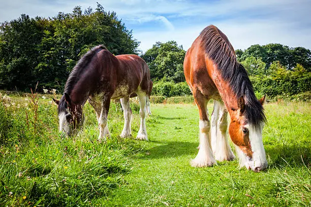 Two Clydesdale horses grazing in a field.