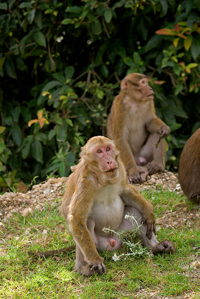 istock Rhesus monkey colony, Bhutan 451291743