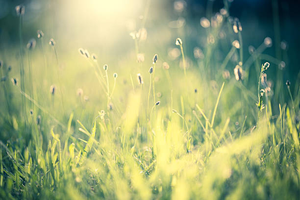 istock Morning in the field 451292141