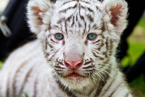 ребенок белый тигр - tiger animal endangered species human face стоковые фото и изображения