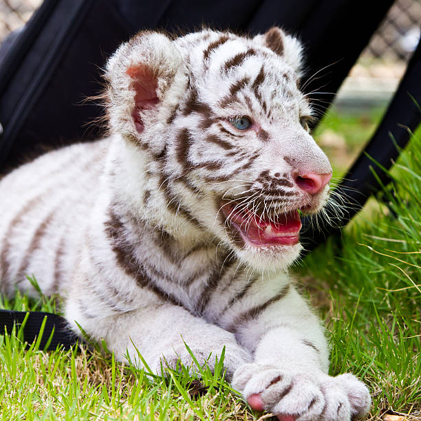 ребенок белый тигр. - tiger animal endangered species human face стоковые фото и изображения