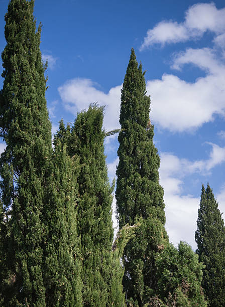 istock Group of cypress trees at dusk 451292655