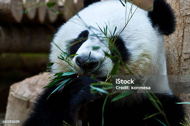 Panda - zdjęcia stockowe i więcej obrazów Bambus - Wiechlinowate - Bambus - Wiechlinowate, Chiny, Dzikie zwierzęta