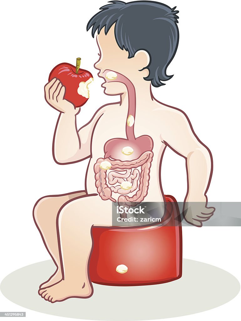 Digestive system - Lizenzfrei Speisen Vektorgrafik