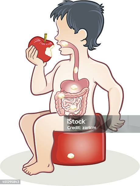 Digestive System Stock Vektor Art und mehr Bilder von Speisen - Speisen, Speiseröhre, Anatomie