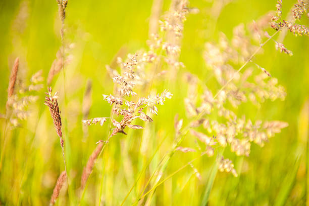istock Flowering grass in the meadow 451295979
