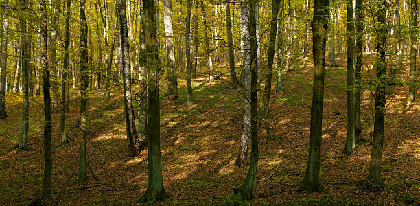 jesienny las - leaf autumn leafes tree zdjęcia i obrazy z banku zdjęć