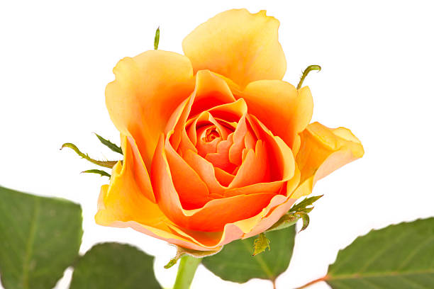 istock Blossom of a salmon colored rose 451297989