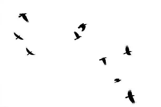 The photography of flying crows, which were isolated.