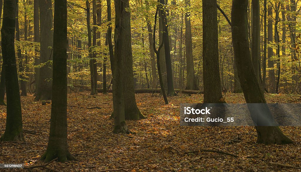 Herbstwald - Lizenzfrei Ast - Pflanzenbestandteil Stock-Foto