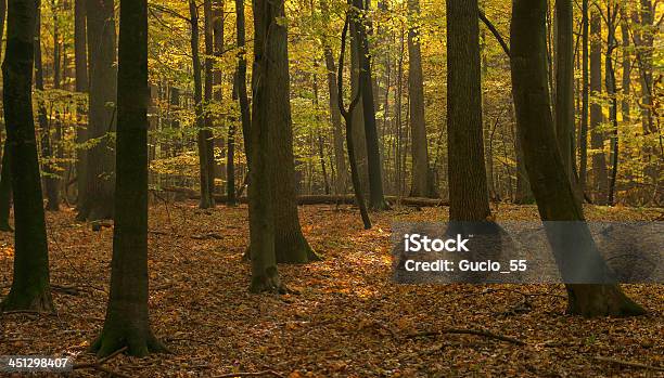 Bosque De Otoño Foto de stock y más banco de imágenes de Aire libre - Aire libre, Amarillo - Color, Angiosperma