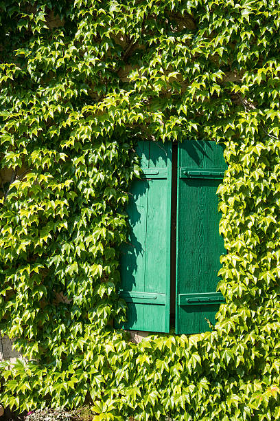 france, ivy covered house wall with green wood shutters stock photo