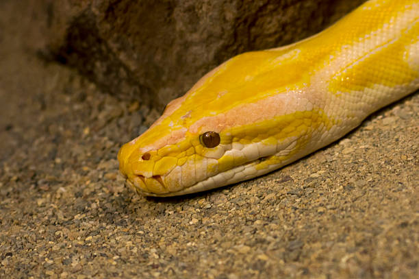 yellow-burmese-python Premium Photos, Pictures and Images by Istock