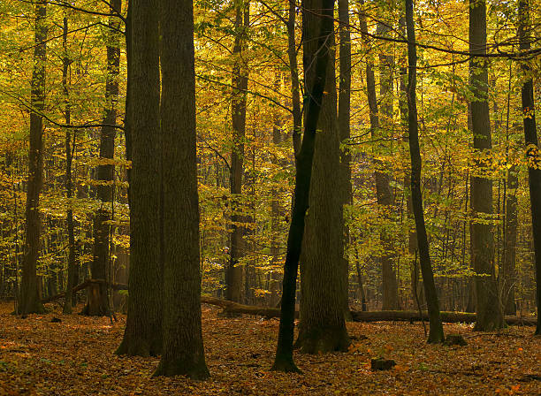 foresta autunnale - leaf autumn leafes tree foto e immagini stock