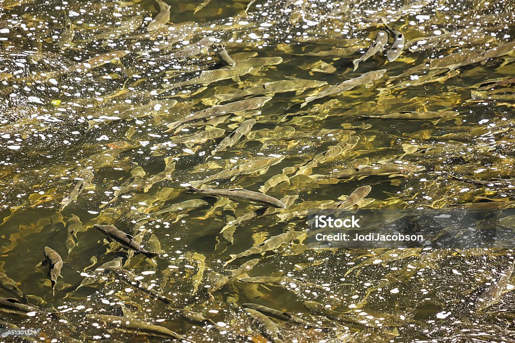 Salmón arriba a través de natación alga de Alaska - Foto de stock de Alga Marina libre de derechos