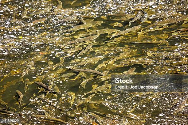 연어색 수영 상류부문 통해 해조류 알래스카에 녹색에 대한 스톡 사진 및 기타 이미지 - 녹색, 물고기, 배경-주제