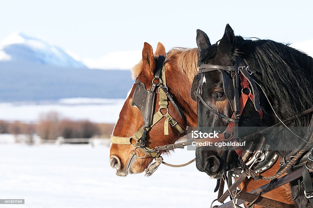 Draft Work Horses in Winter The Big Hole Valley in Montana is on e of the last best places on earth. Still feeding cattle with a sleigh and work horses. Draft Horse Stock Photo