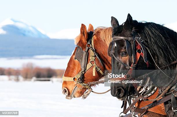 Draft Work Horses In Winter Stock Photo - Download Image Now - Draft Horse, Shire Horse, Animal Harness