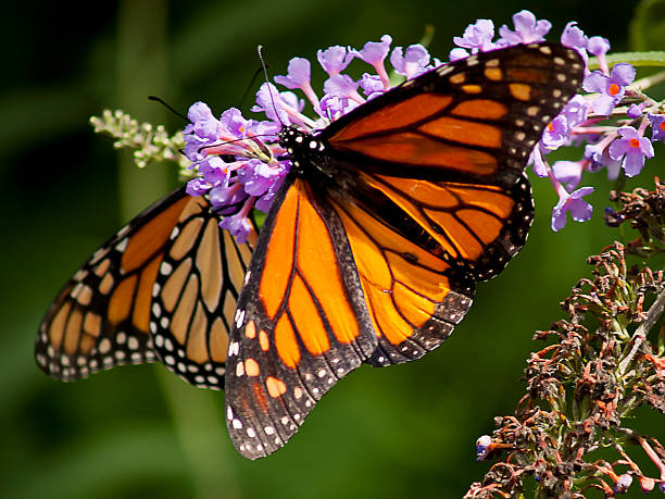 Monarch butterfly stock photo