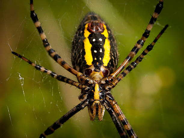 American Garden Spider stock photo