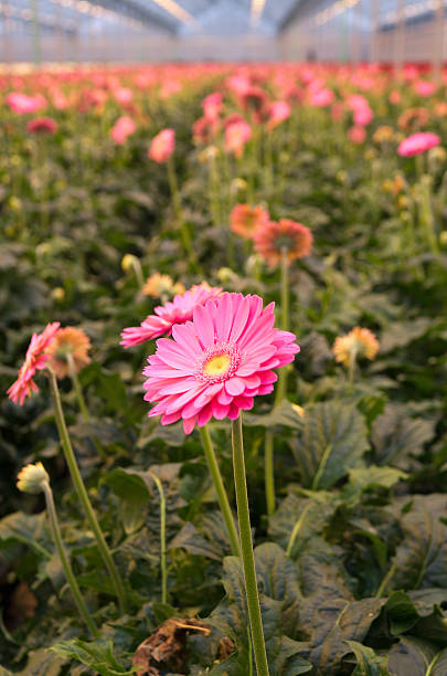 istock Pink Gerbera in Greenhouse 451303887