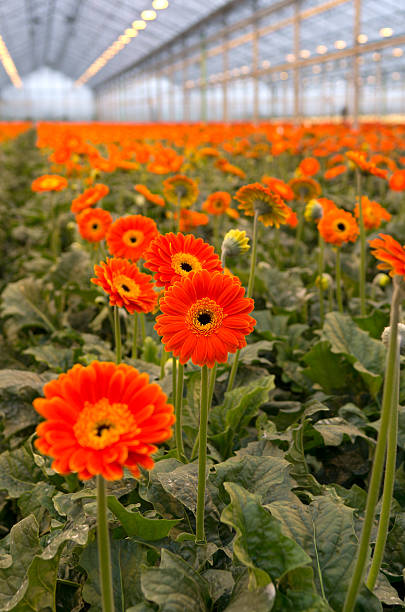 istock Orange Gerbera's in Greenhouse 451303895